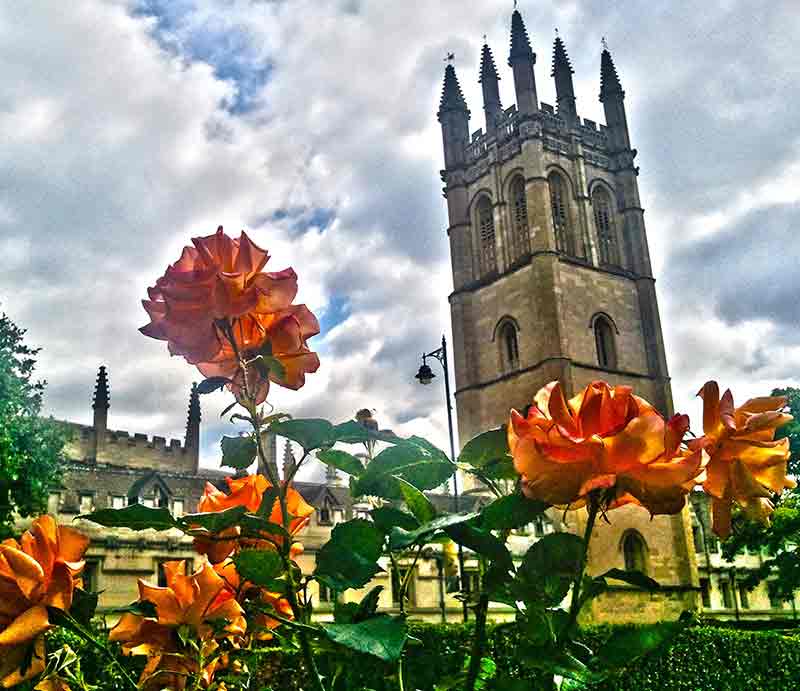 Orange roses and Magdalen Tower.
