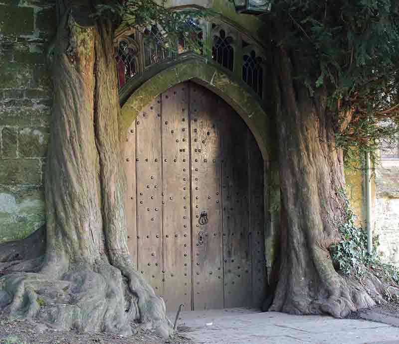 The north door flanked by yew trees.