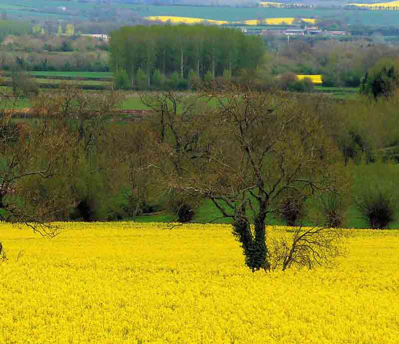 Beautiful landscape with fields and trees.